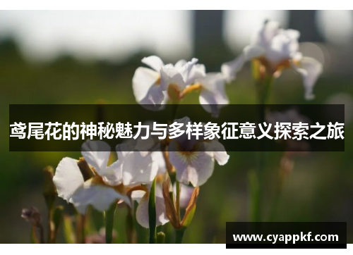 鸢尾花的神秘魅力与多样象征意义探索之旅
